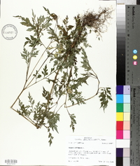 Bidens bipinnata image