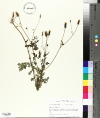 Bidens bipinnata image