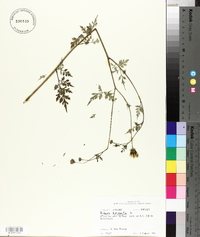 Bidens bipinnata image