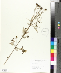 Bidens bipinnata image