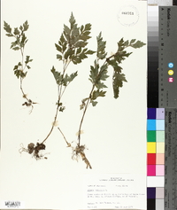 Bidens bipinnata image