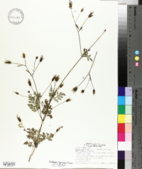 Bidens bipinnata image