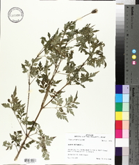 Bidens bipinnata image