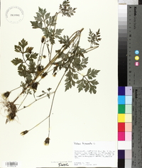 Bidens bipinnata image