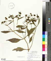 Bidens connata image