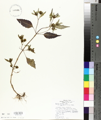 Bidens connata image