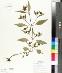 Bidens connata var. petiolata image