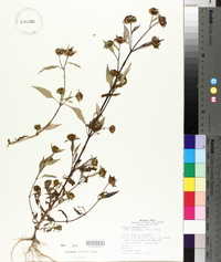 Bidens connata image