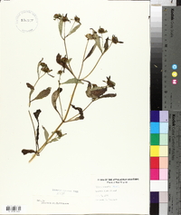 Bidens connata image