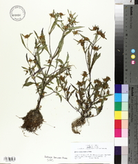 Bidens connata image