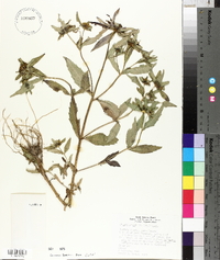 Bidens tripartita image