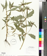 Bidens tripartita image