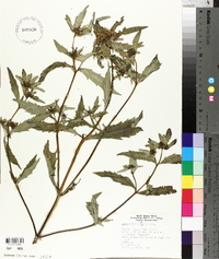 Bidens tripartita image