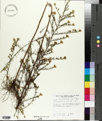 Symphyotrichum pilosum var. pringlei image
