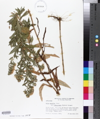 Aster nebraskensis image