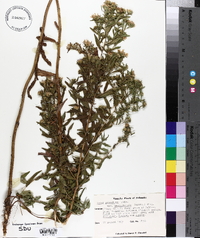 Aster nebraskensis image