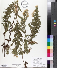 Aster nebraskensis image