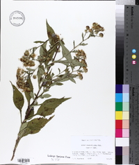 Symphyotrichum prenanthoides image