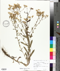 Aster gracilis image