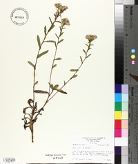 Aster gracilis image