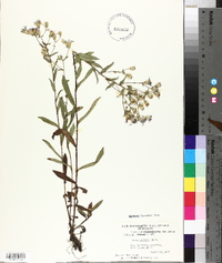 Aster gracilis image