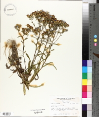 Aster gracilis image