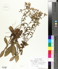 Symphyotrichum patens image