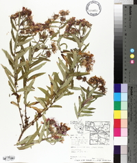 Symphyotrichum patens image