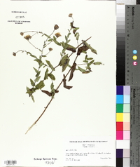Symphyotrichum patens image