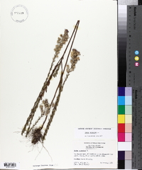 Aster concolor image