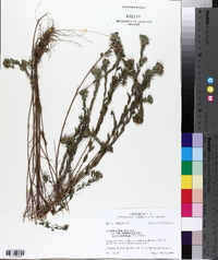 Aster microphyllus image