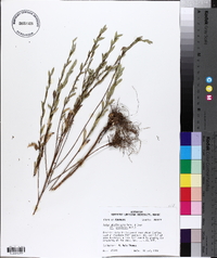 Aster phyllolepis image
