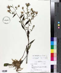 Aster retroflexus image