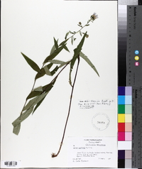 Aster retroflexus image