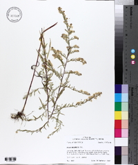 Aster racemosus image