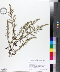 Aster racemosus image