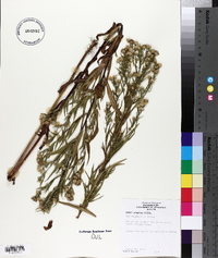 Symphyotrichum lanceolatum var. lanceolatum image
