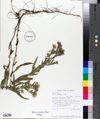 Symphyotrichum lanceolatum var. lanceolatum image