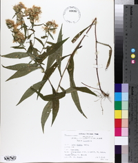 Symphyotrichum lanceolatum var. lanceolatum image
