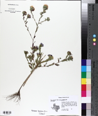 Aster microphyllus image