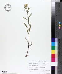 Aster spectabilis image