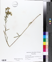 Aster solidagineus image