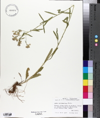 Aster solidagineus image