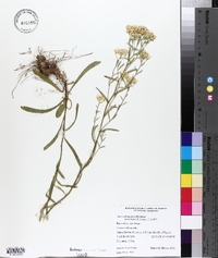 Aster solidagineus image