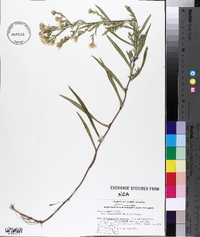 Symphyotrichum lanceolatum var. lanceolatum image