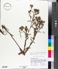 Aster surculosus image