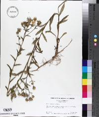 Aster surculosus image