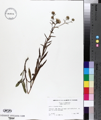 Aster surculosus image