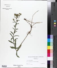 Aster surculosus image