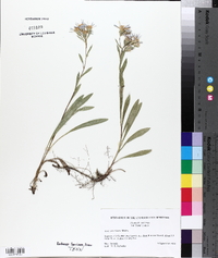 Aster surculosus image